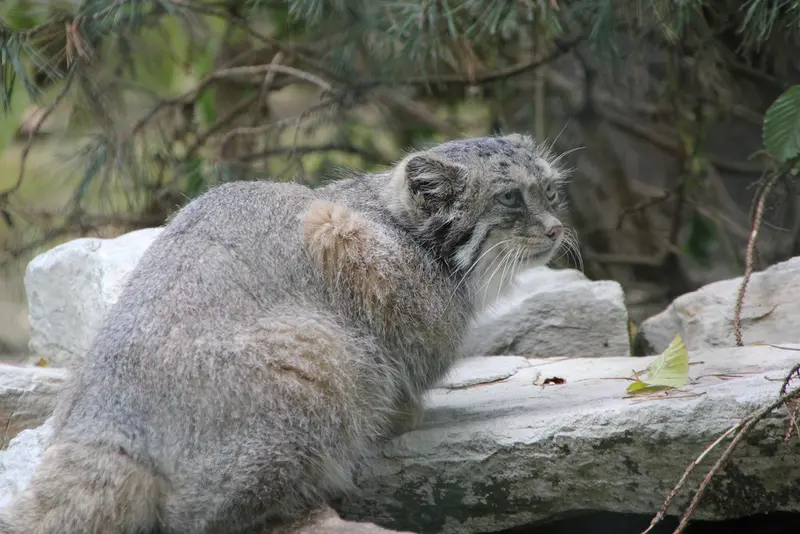 A photograph of Fay in Opel Zoo