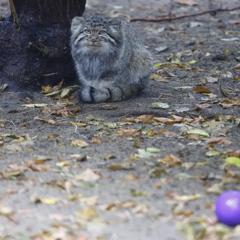 A photograph of Kitten of Eve b.2026 Ⅰ in Novosibirsk Zoo