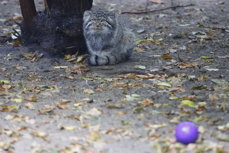 A photograph of Kitten of Eve b.2026 Ⅰ in Novosibirsk Zoo