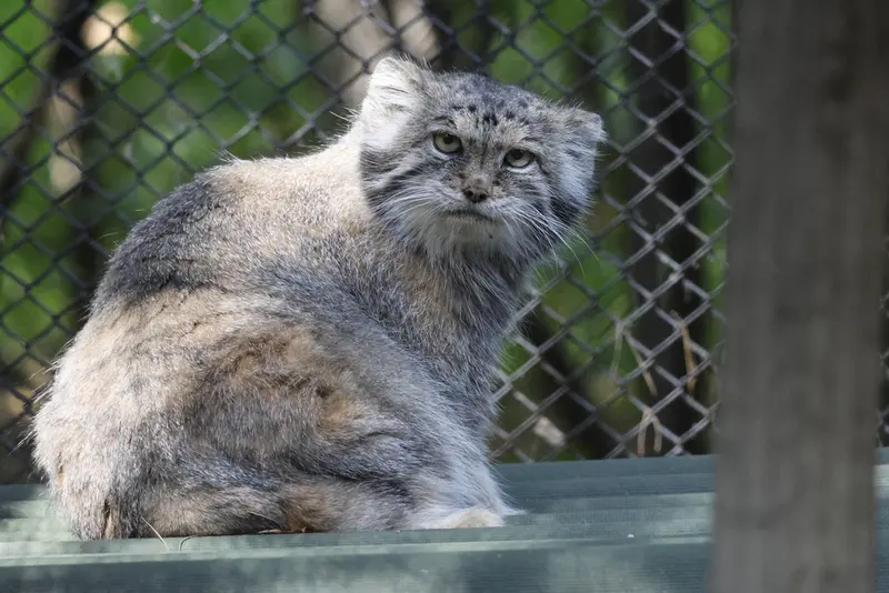 A photograph of Lastochka in Novosibirsk Zoo