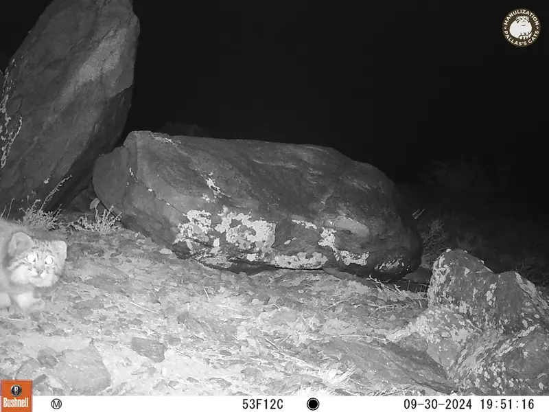 A photograph of Otocolobus manul manul from Koshkar camera trap