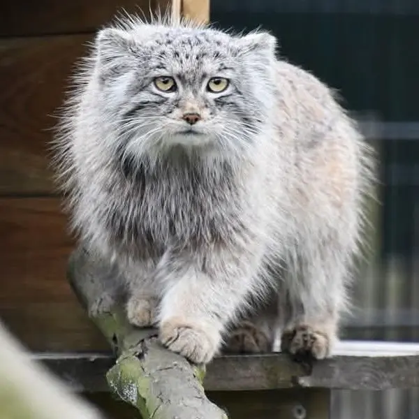 A photograph of a Pallas's cat in Bio-Topia Dunkerque