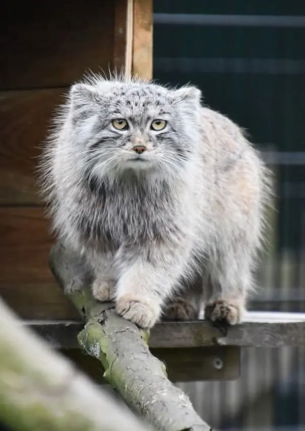 A photograph of a Pallas's cat in Bio-Topia Dunkerque