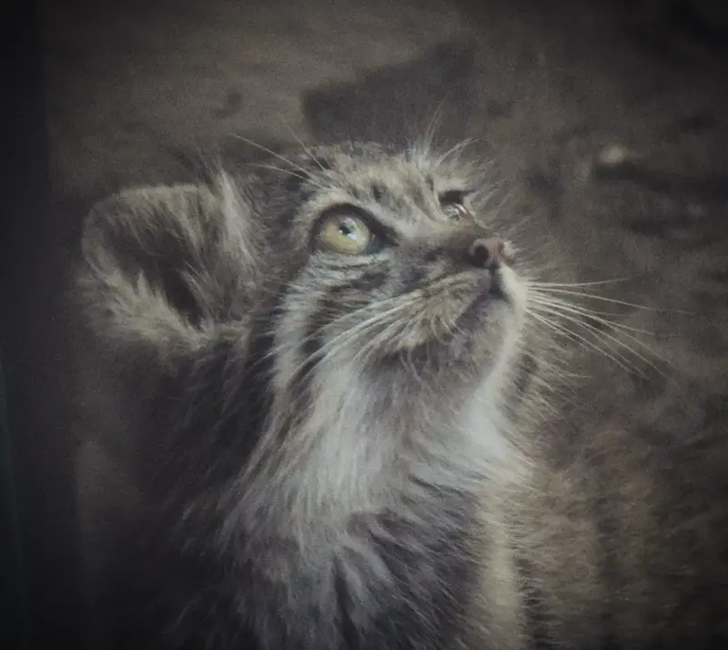 A photograph of Son of Lucy b. 2026 in Budapest Zoo & Botanical Garden