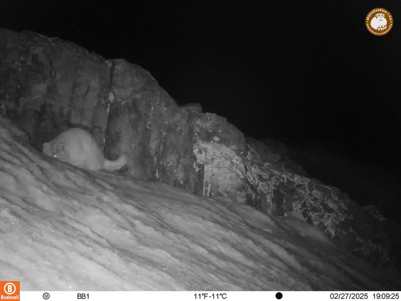 A photograph of Otocolobus manul manul from Aktas-Kunkora camera trap