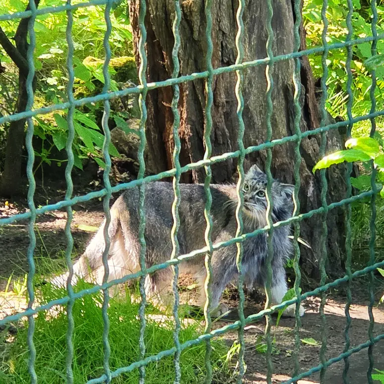 A photograph of Maneki-Neko in Tierpark Berlin