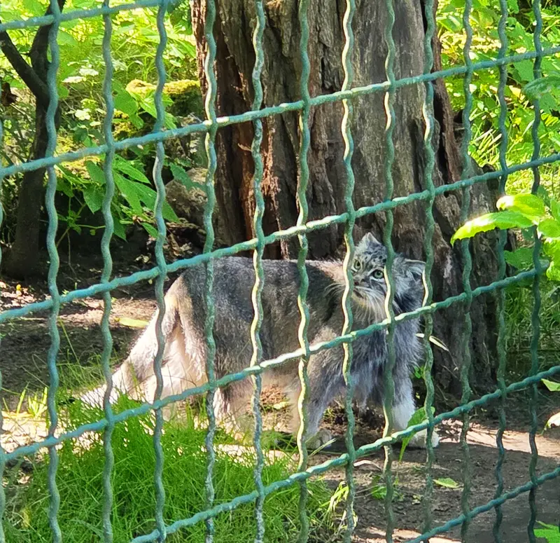 A photograph of Maneki-Neko in Tierpark Berlin