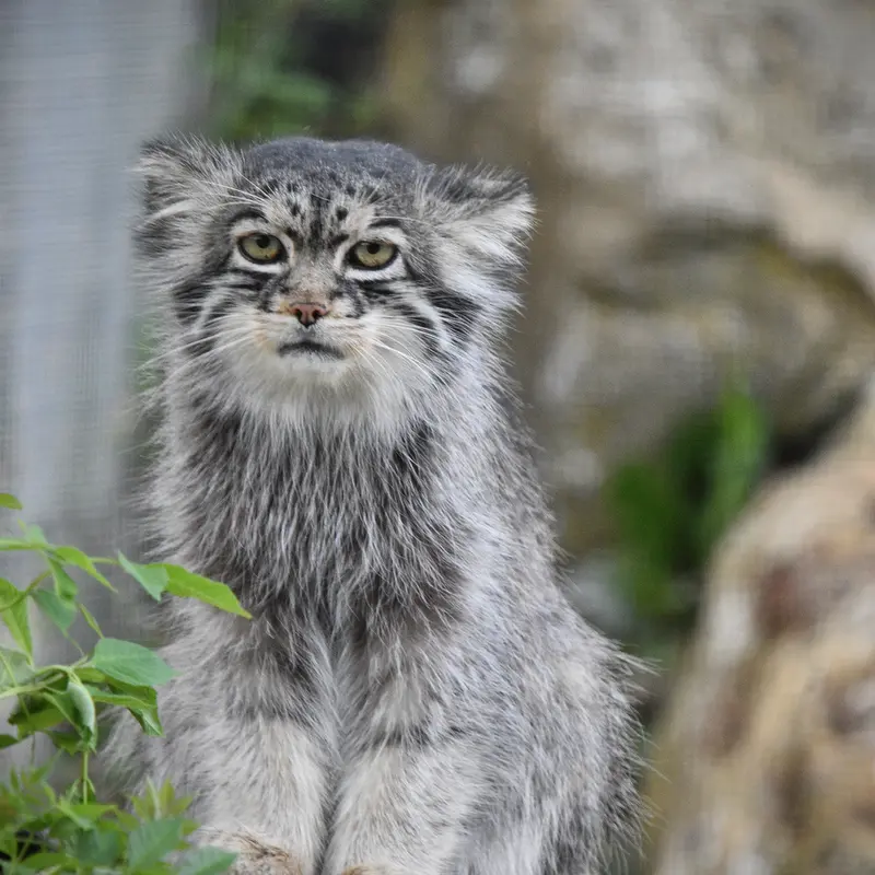 A photograph of Atlan in Port Lympne Wild Animal Park