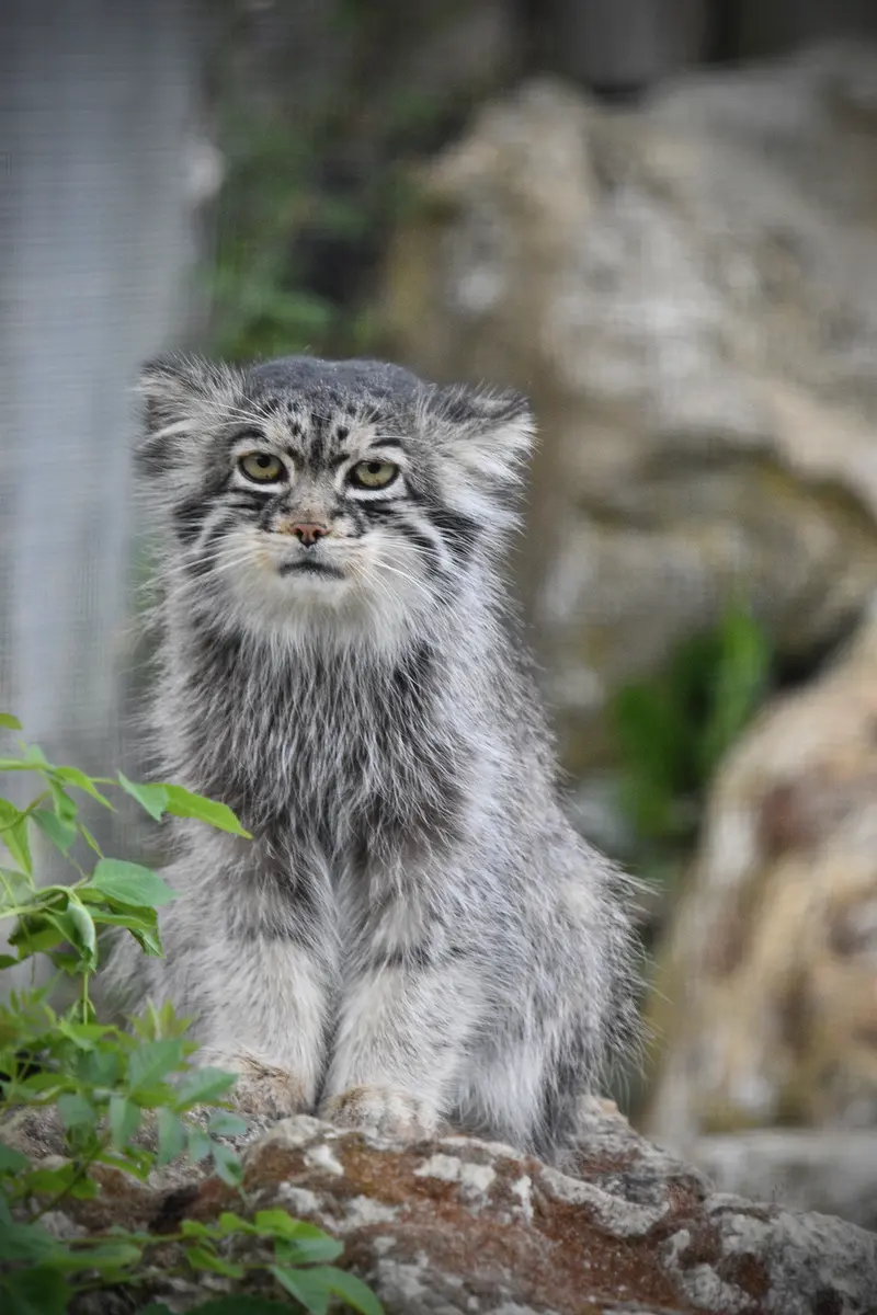 A photograph of Atlan in Port Lympne Wild Animal Park