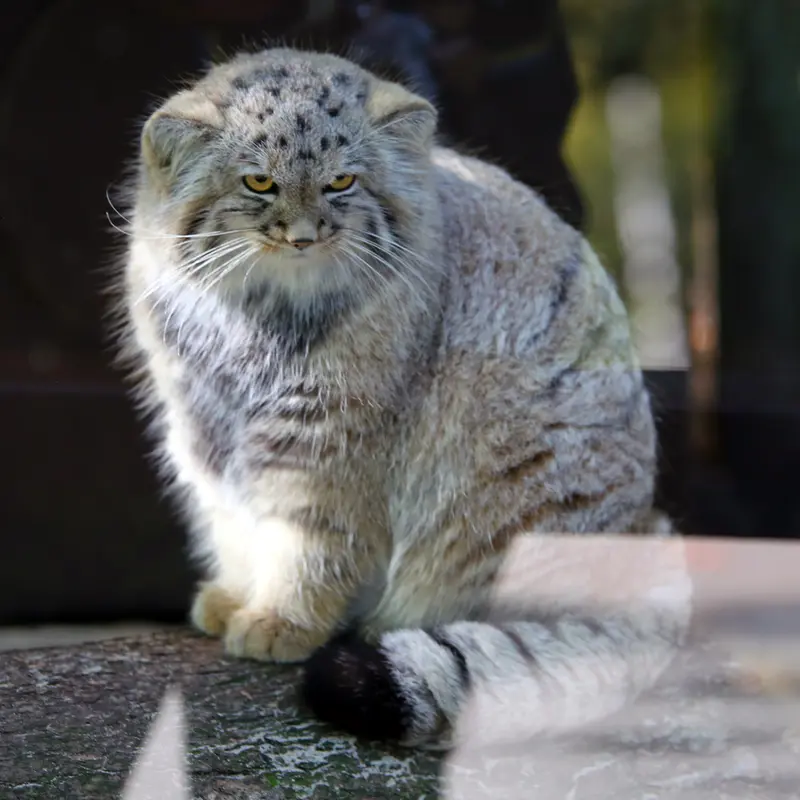 A photograph of Kitten of Alani b.2026 Ⅱ in Košice Zoo