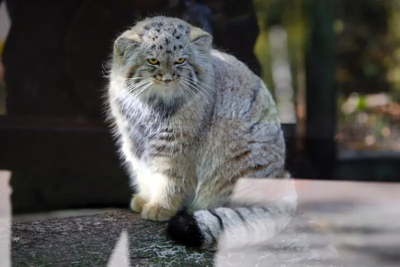 A photograph of Kitten of Alani b.2026 Ⅱ in Košice Zoo