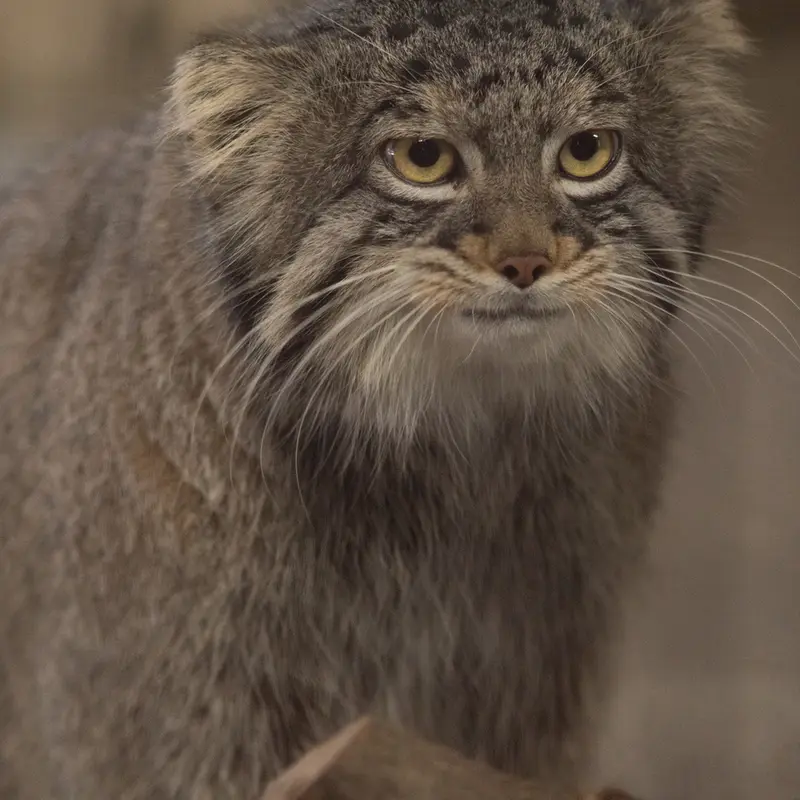 A photograph of Figa in Nogeyama Zoo