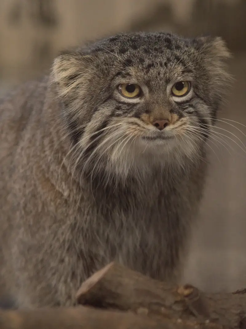 A photograph of Figa in Nogeyama Zoo
