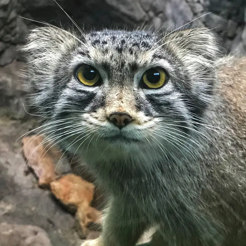 A photograph of Perseus in Birmingham Zoo