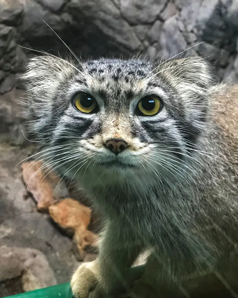 A photograph of Perseus in Birmingham Zoo