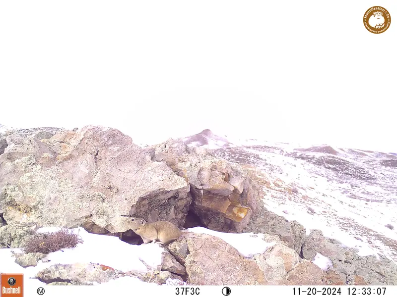A photograph of Pika from Besshoky 1 camera trap