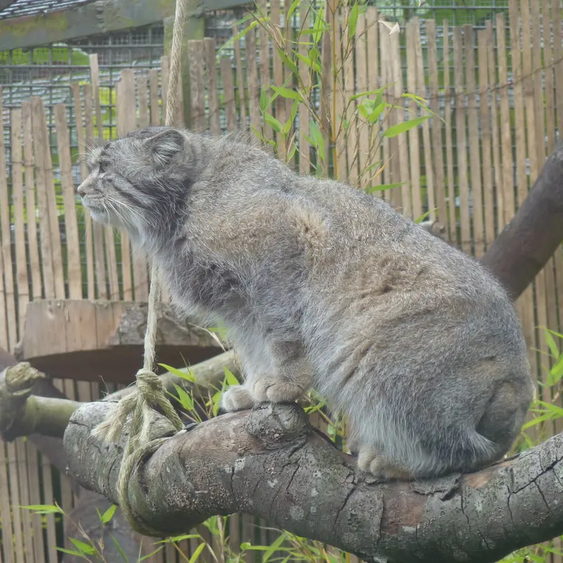 A photograph of Akiko in Edinburgh Zoo