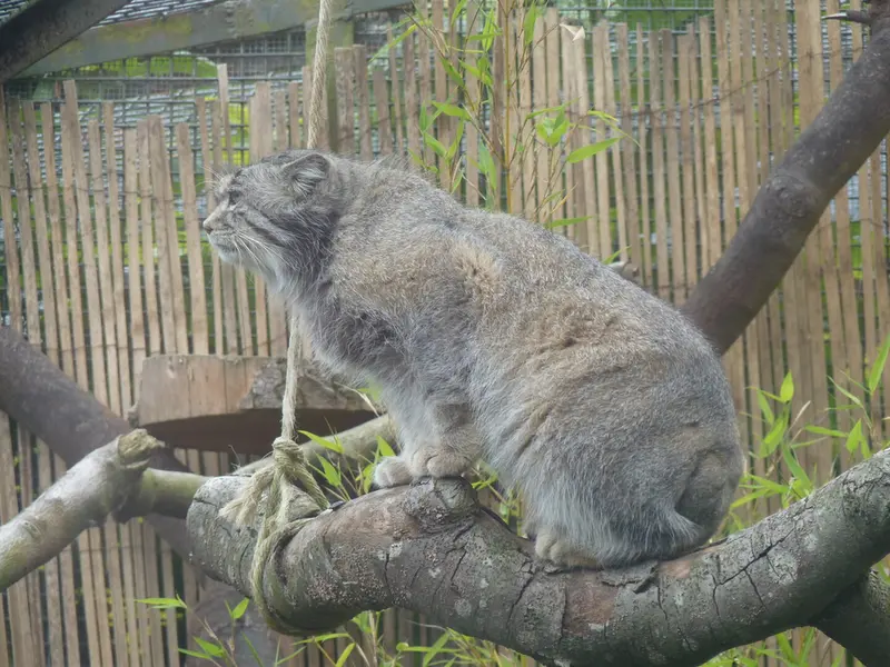 A photograph of Akiko in Edinburgh Zoo