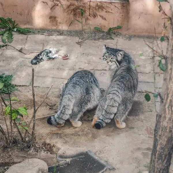 A photograph of Sun Simiao and Sun Xiaoman in Qinghai-Tibet Plateau Wildlife Zoo