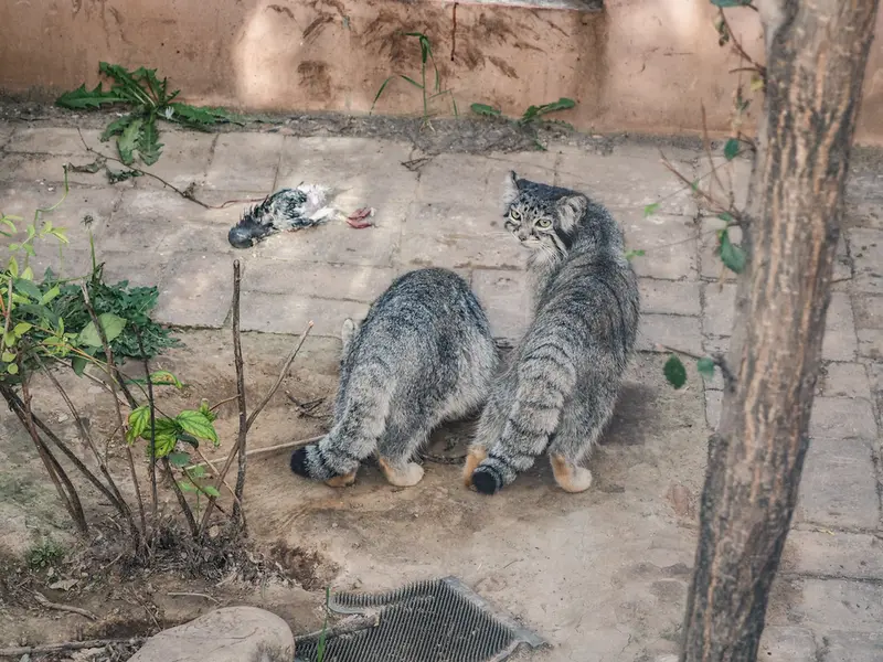 A photograph of Sun Simiao and Sun Xiaoman in Qinghai-Tibet Plateau Wildlife Zoo