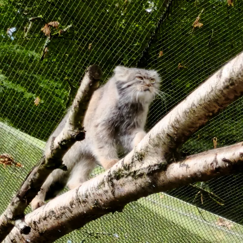 A photograph of Ewok in Tregomeur Zoo