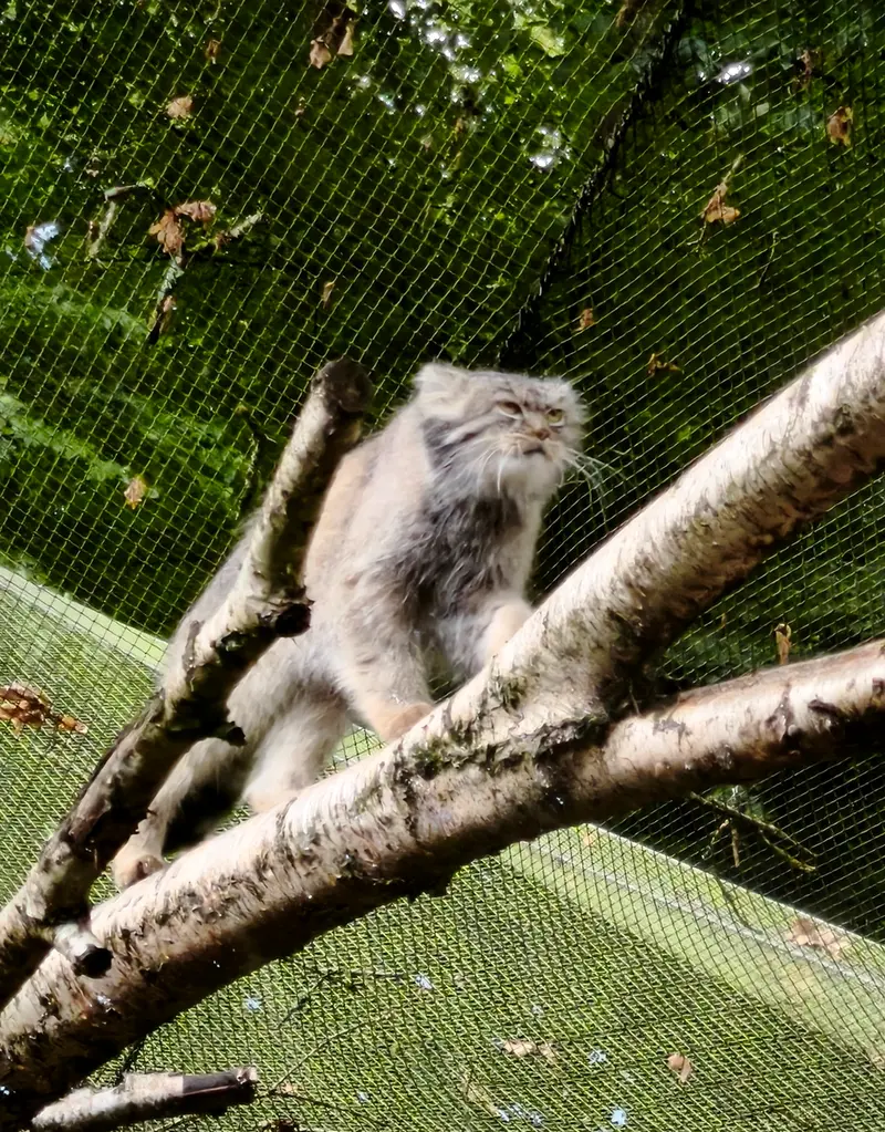 A photograph of Ewok in Tregomeur Zoo