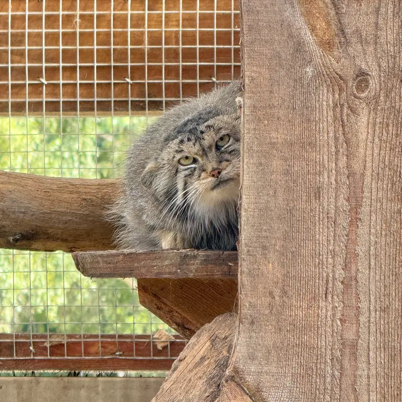 A photograph of Altani in Tallinn Zoo