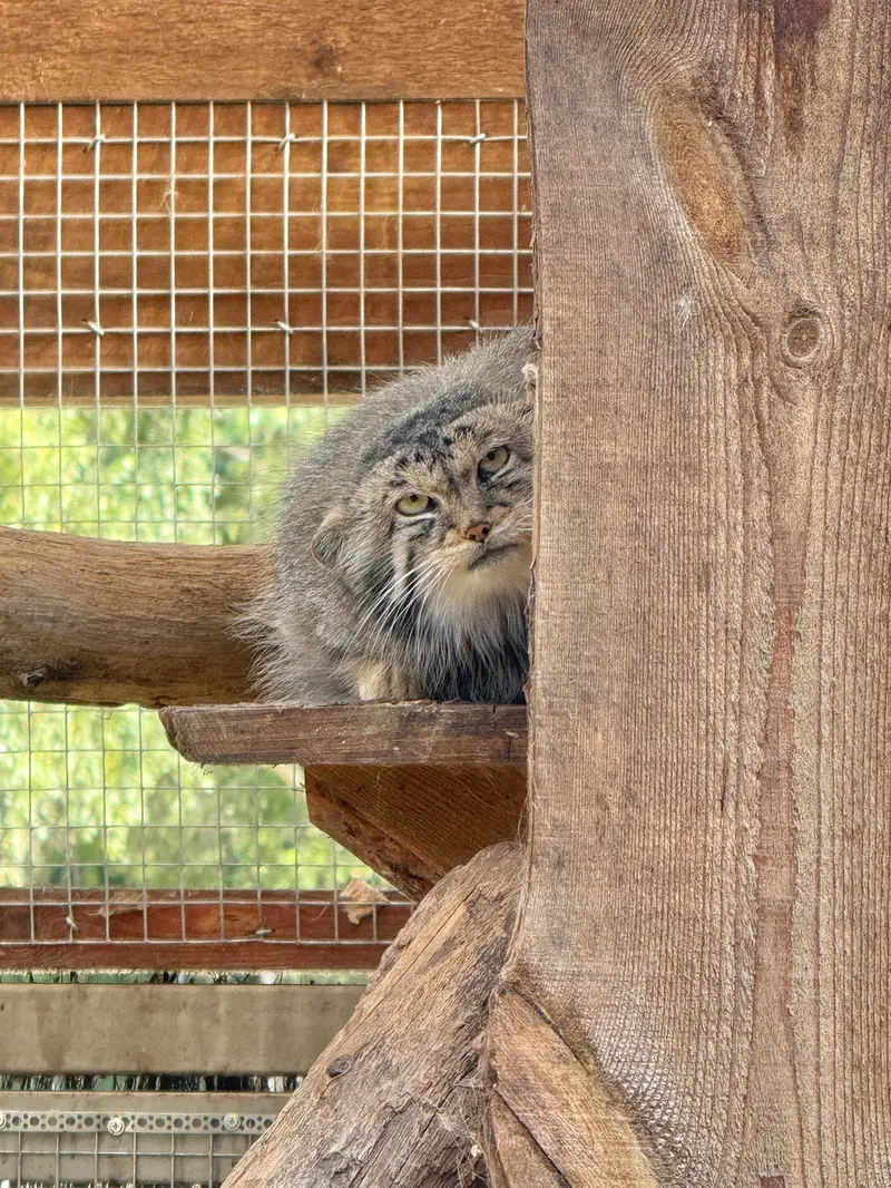 A photograph of Altani in Tallinn Zoo
