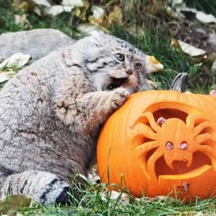 A photograph of Igor in Calgary Zoo / Wilder Institute