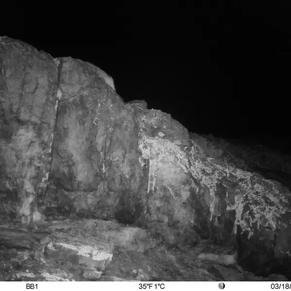 A photograph of Otocolobus manul manul from Aktas-Kunkora [new] camera trap
