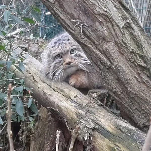 A photograph of Dersu in Dessau Zoo