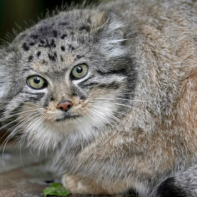 A photograph of Jethro in The Big Cat Sanctuary