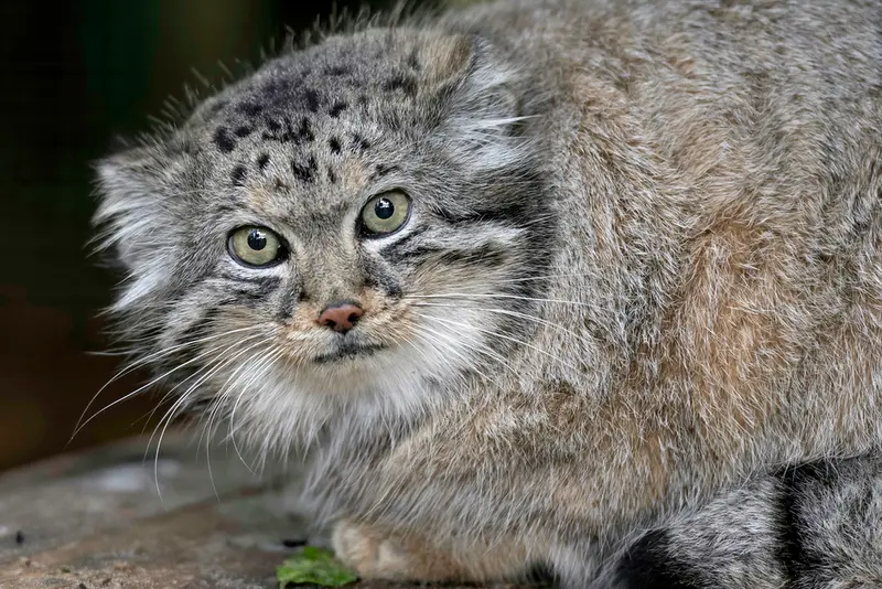 A photograph of Jethro in The Big Cat Sanctuary