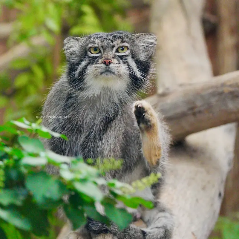 A photograph of Nar in Kobe Animal Kingdom