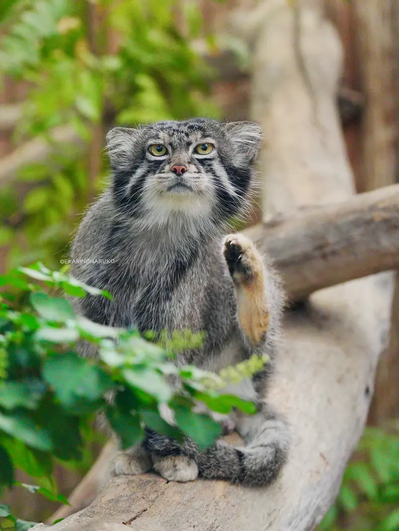 A photograph of Nar in Kobe Animal Kingdom