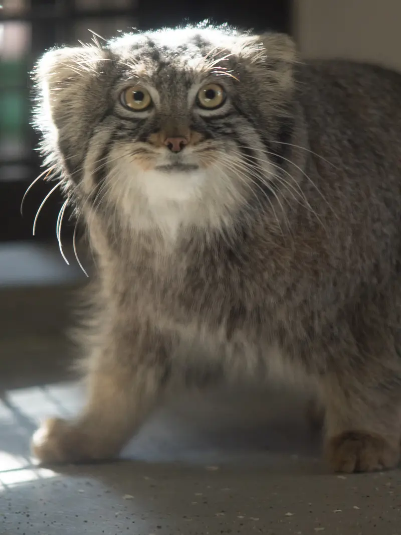 A photograph of Figa in Nogeyama Zoo