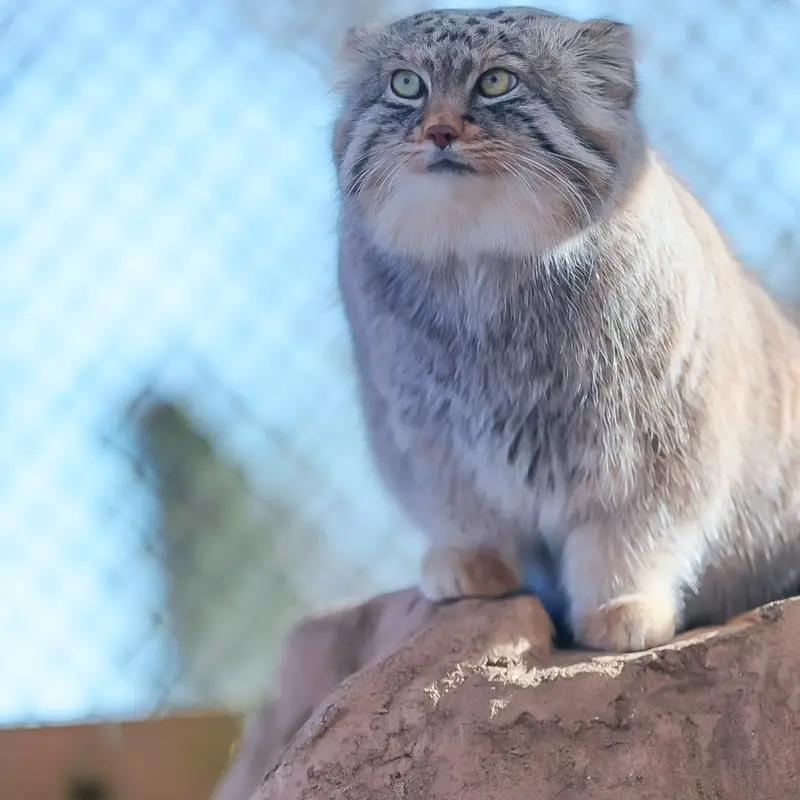 A photograph of a Pallas's cat