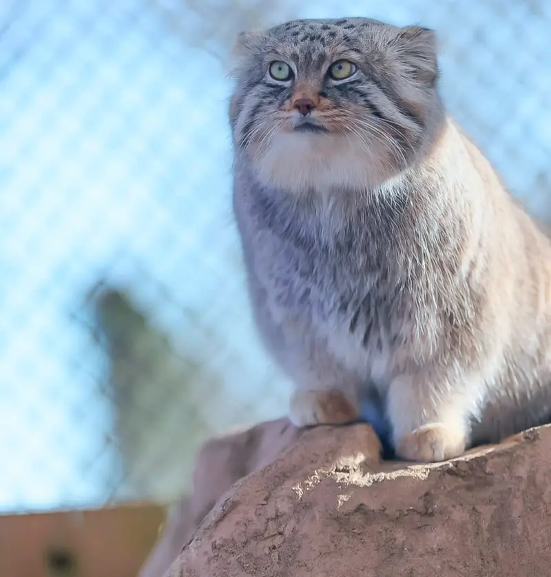 A photograph of a Pallas's cat