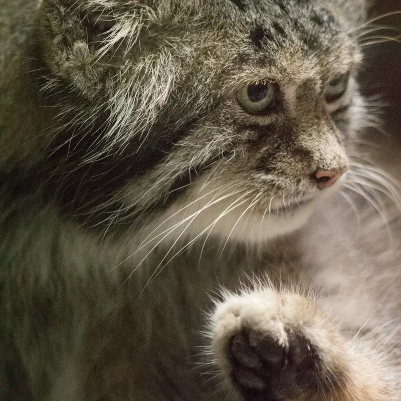A photograph of Klyon in Ueno Zoological Gardens
