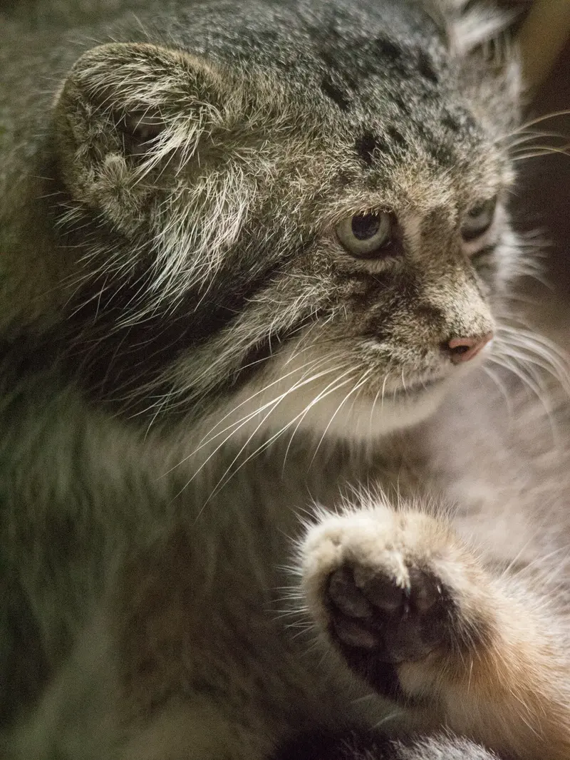 A photograph of Klyon in Ueno Zoological Gardens