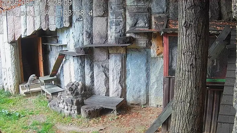 A photograph of a Pallas's cat