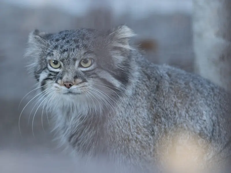 A photograph of Figa in Nogeyama Zoo
