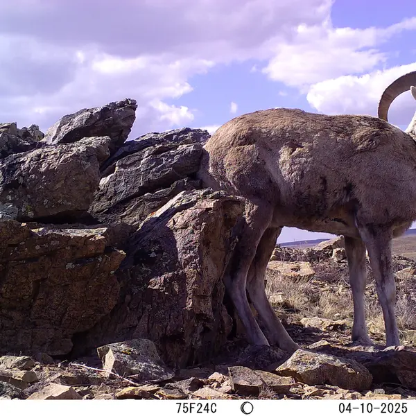 A photograph of Argali from Karashoky camera trap