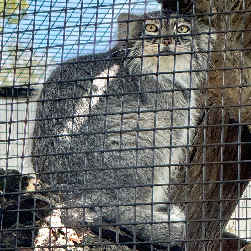 A photograph of Eevie in Niabi Zoo