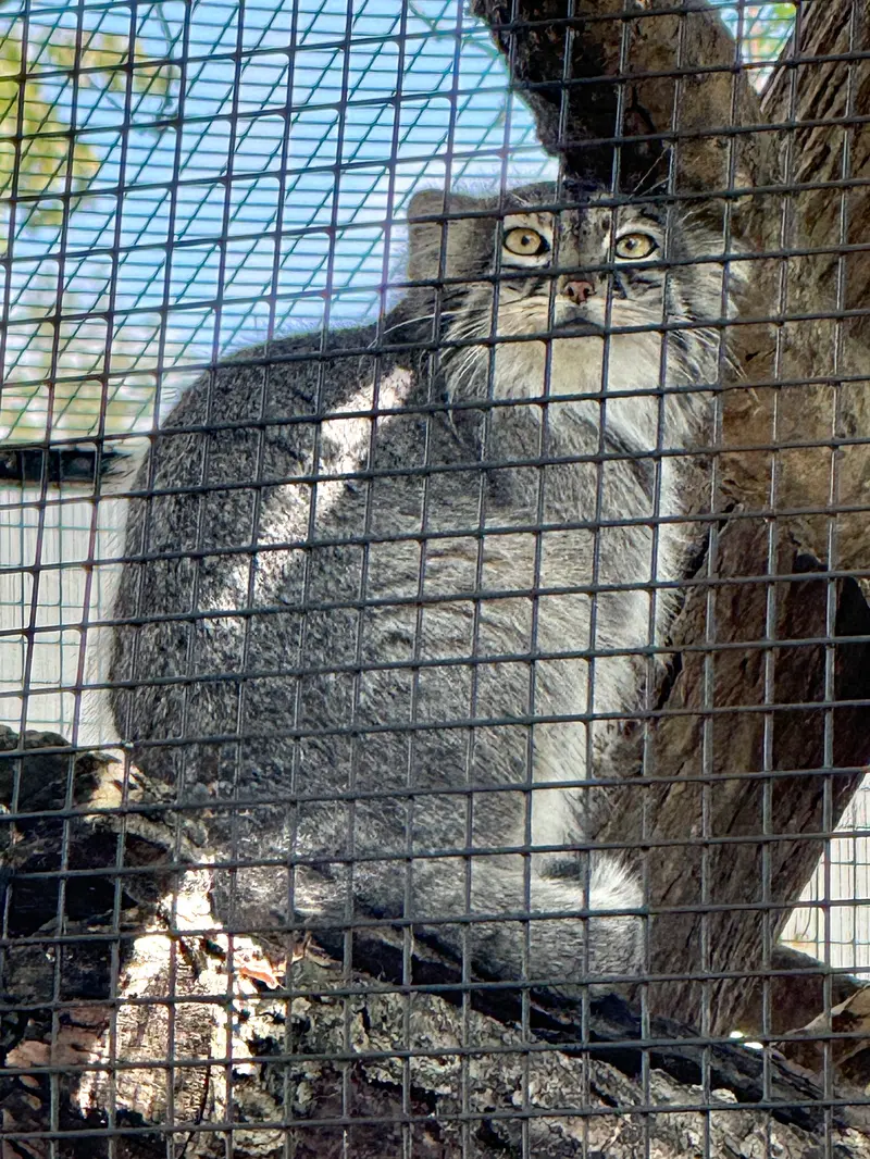 A photograph of Eevie in Niabi Zoo