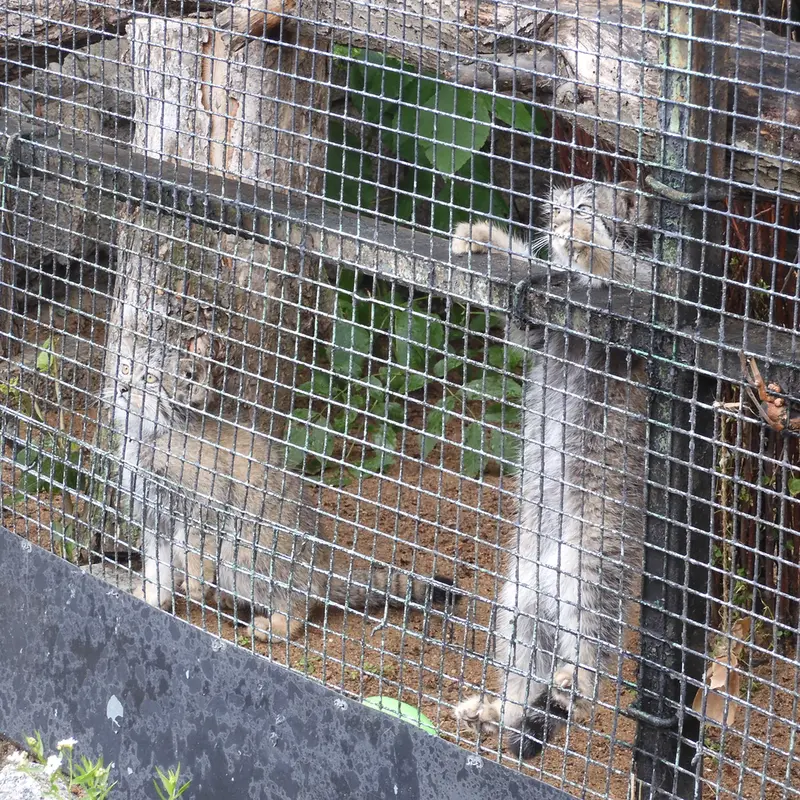 A photograph of a Pallas's cat