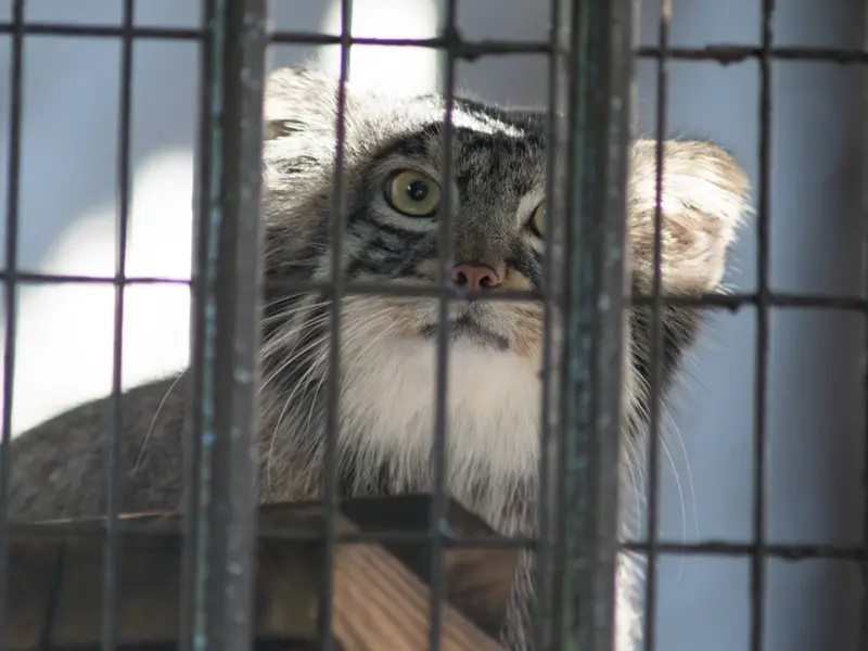 A photograph of Figa in Nogeyama Zoo