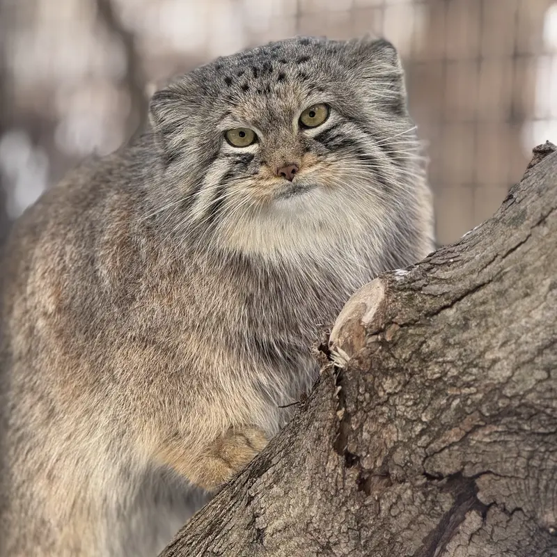 A photograph of Brie in Oglebay Good Zoo