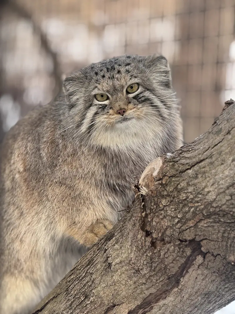 A photograph of Brie in Oglebay Good Zoo
