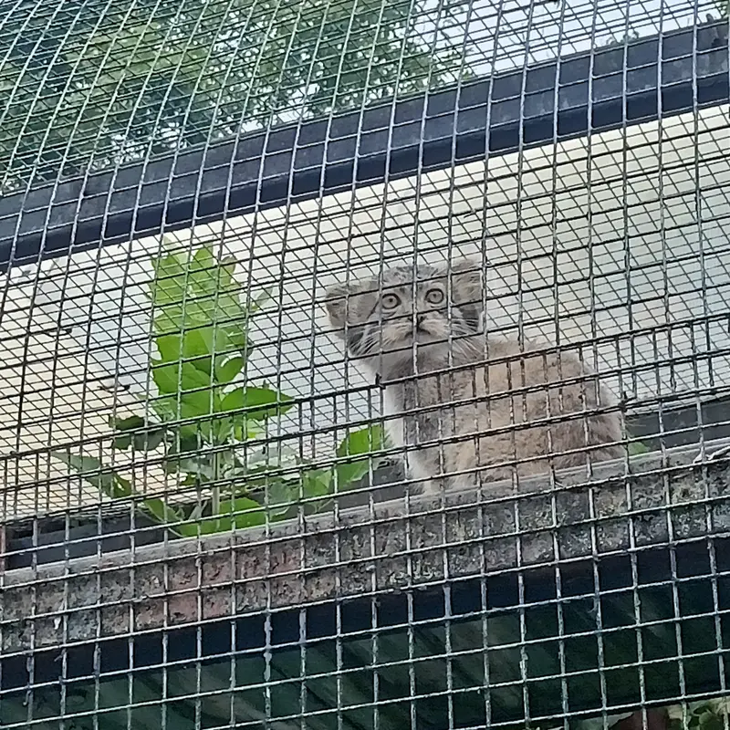 A photograph of a Pallas's cat